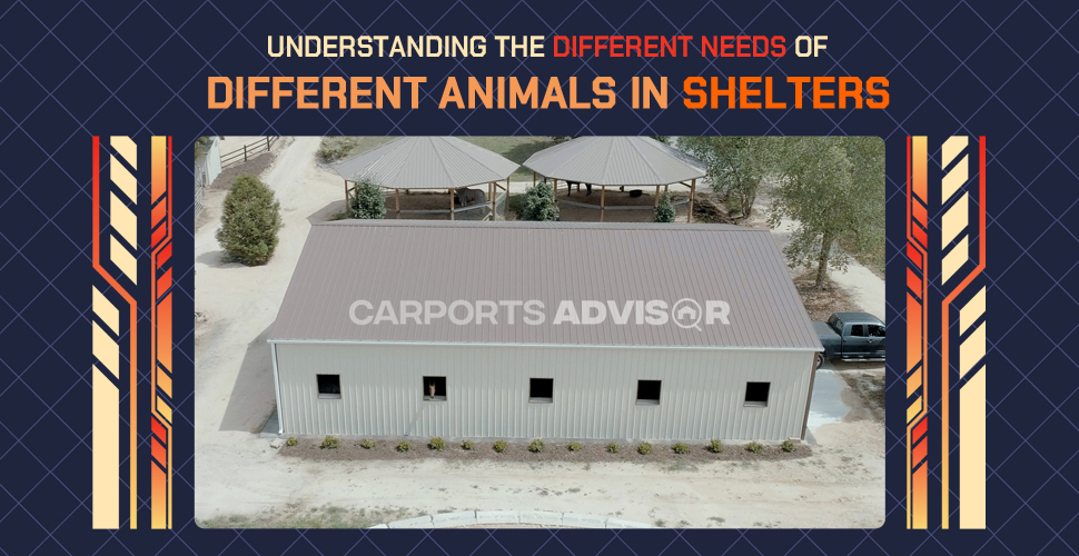 Understanding The Different Needs Of Different Animals In Shelters